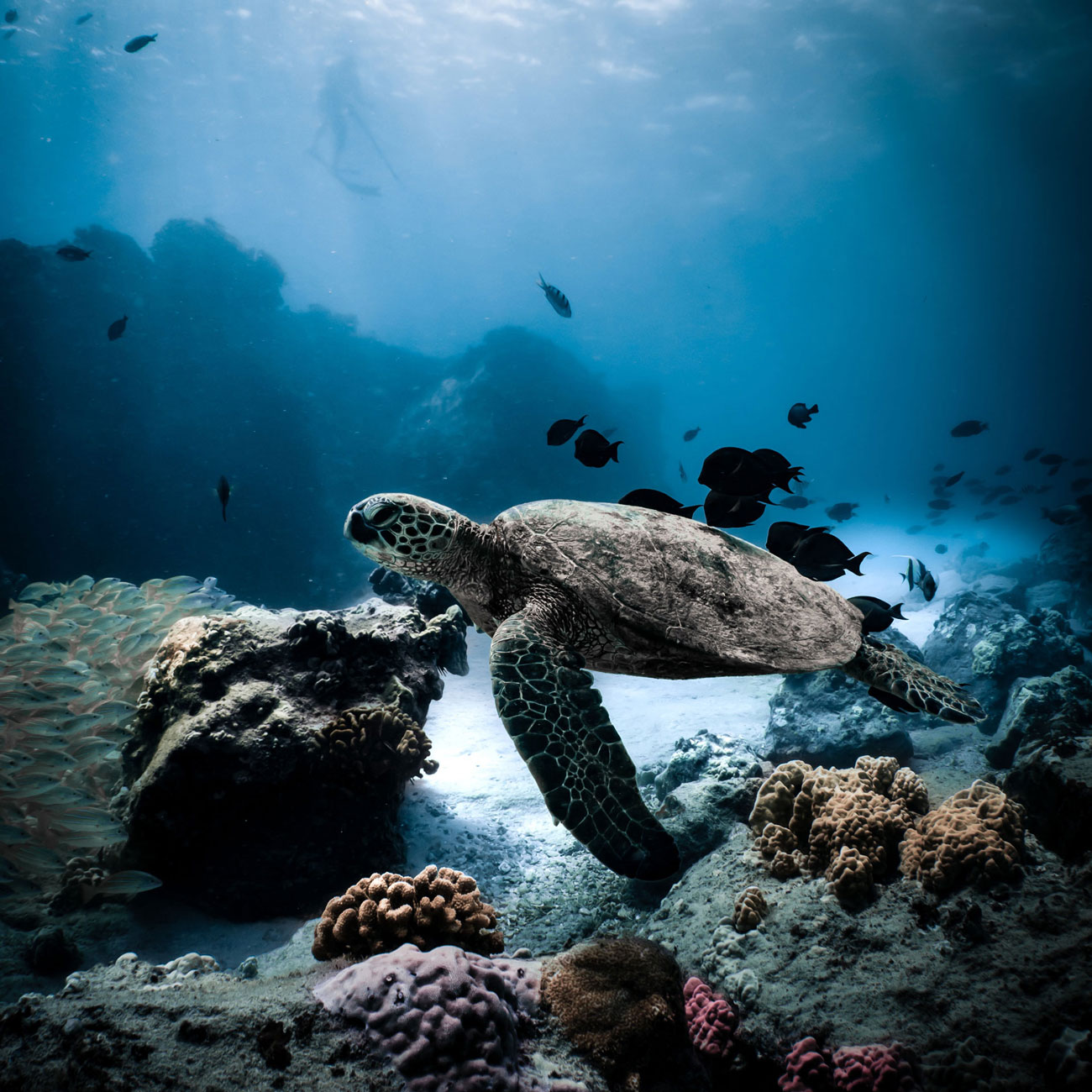 About Aenaos Thalassa